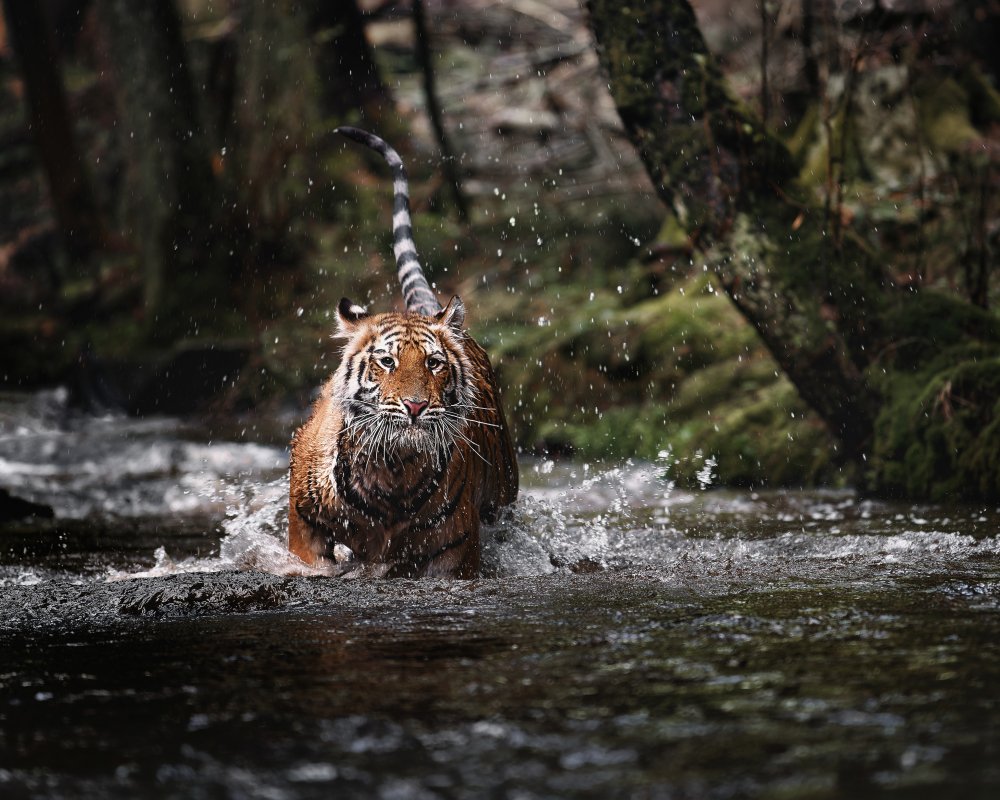 Big cat in creek von Michaela Firešová