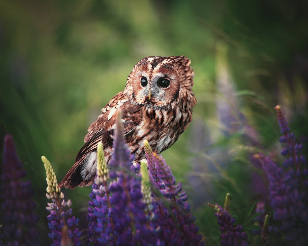 In the flowers von Michaela Firešová