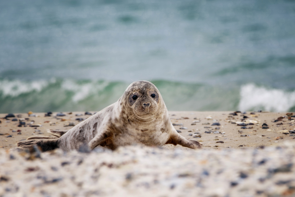 Seal on the beach von Michaela Firešová