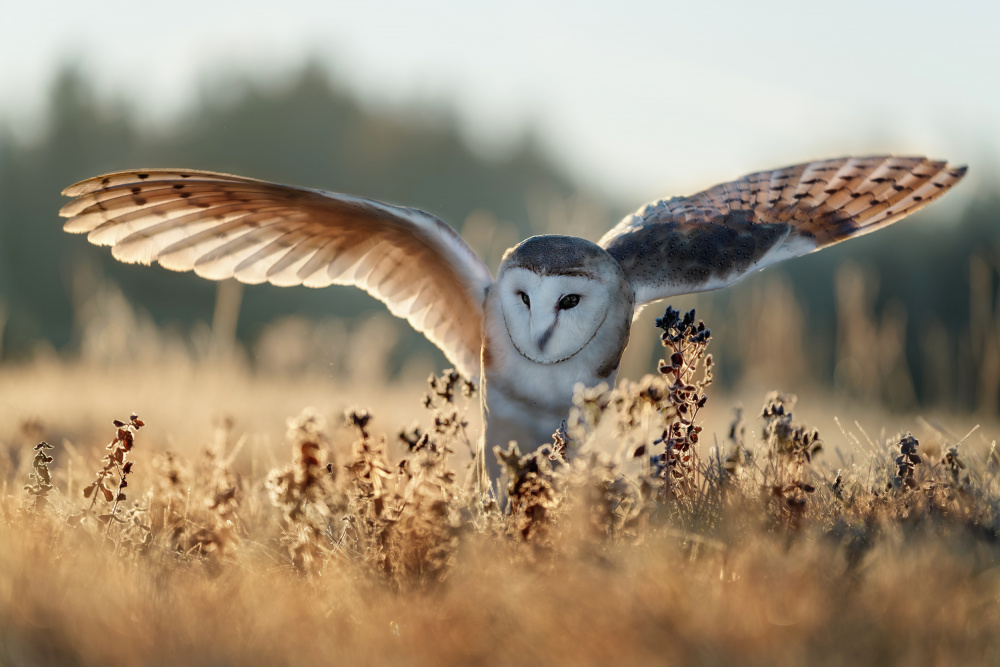 Sunrise von Michaela Firešová