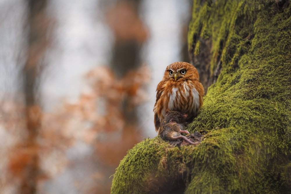 Pygmy owl von Michaela Firešová