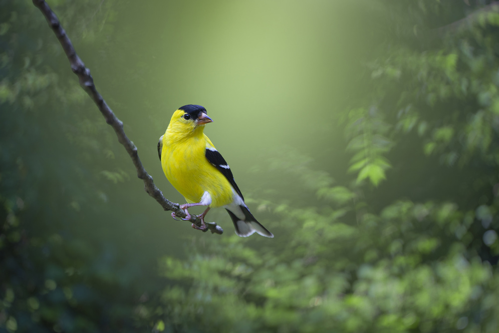 Posing Pretty von Mickey Maggard Arlow