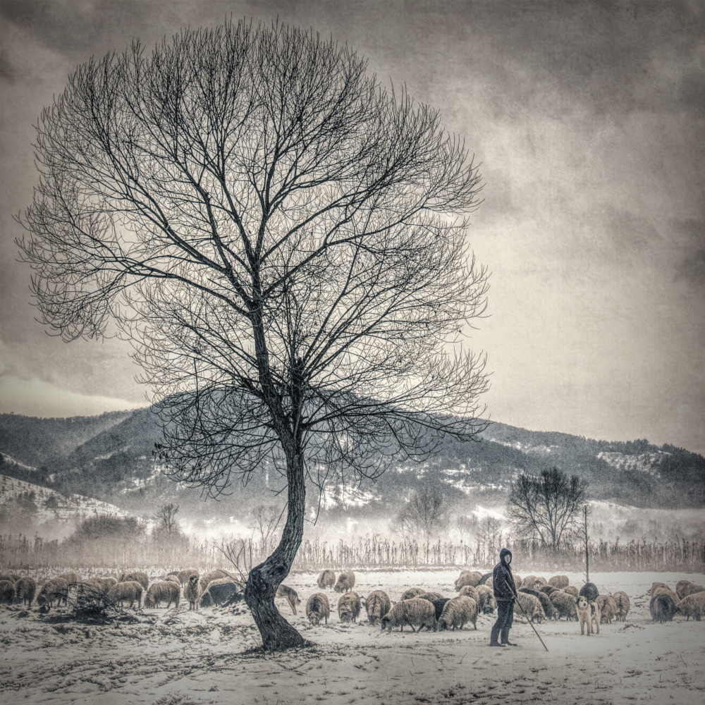 winter grazing von Mihai Ian nedelcu