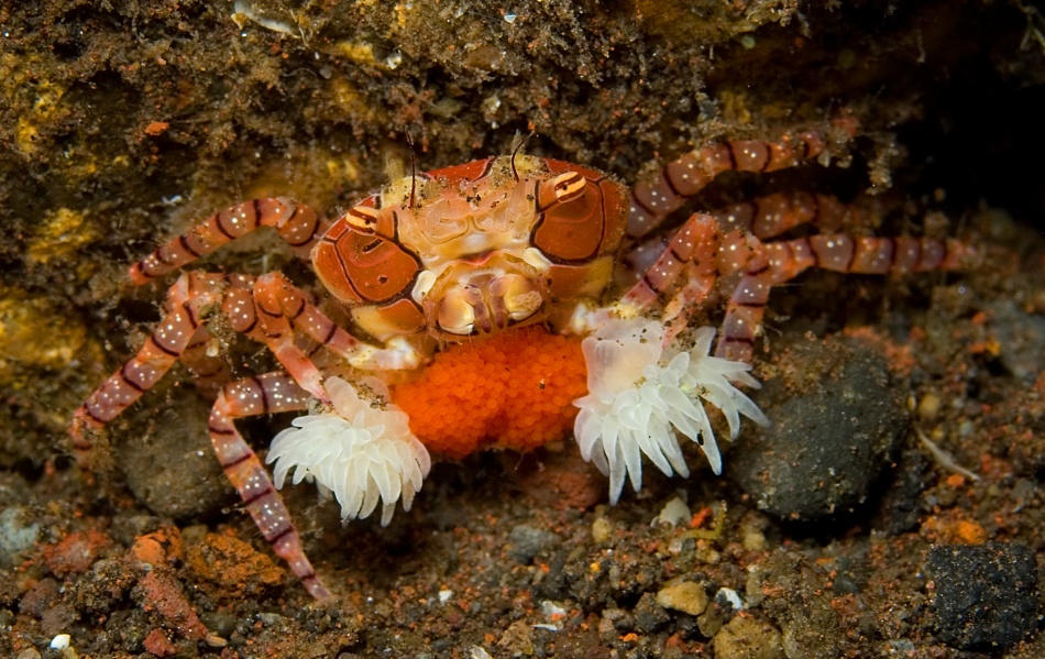 Motherhood von Mikael Jigmo