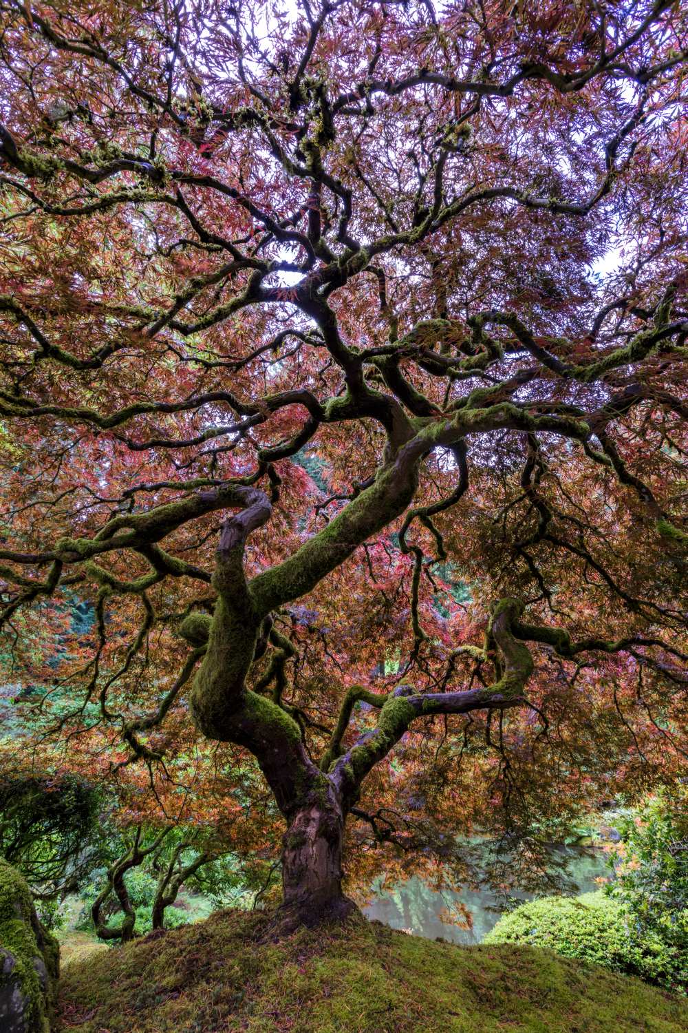 Japanese Maple Tree von Mike Centioli