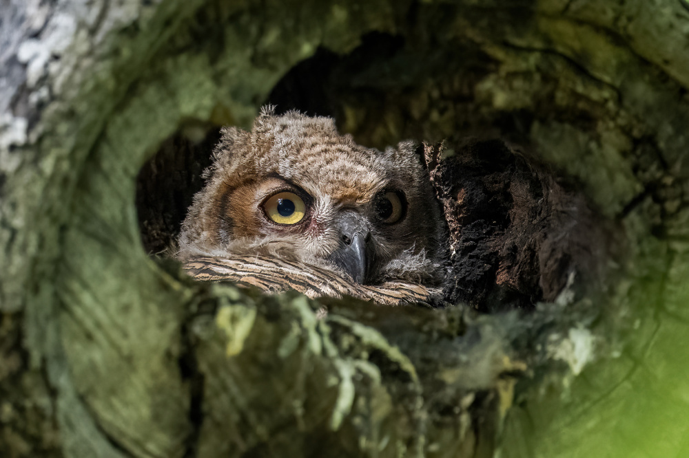 Full of Curiosity von Mike He