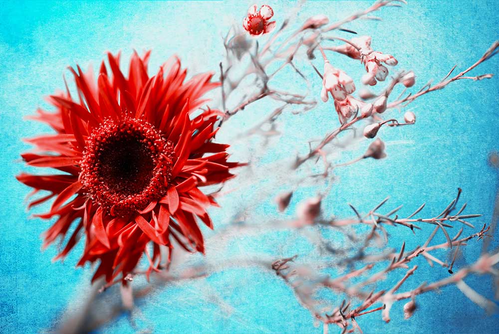 Ringelblume von Mike Kreiten