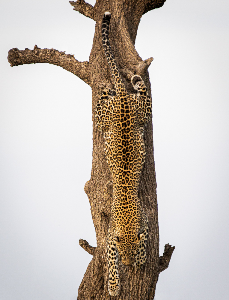 Camouflage von Mike Taylor