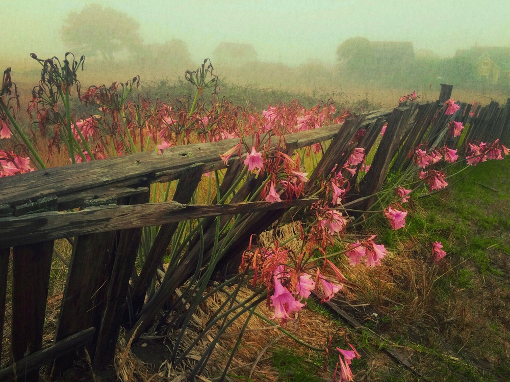 Early Morning von mikehull