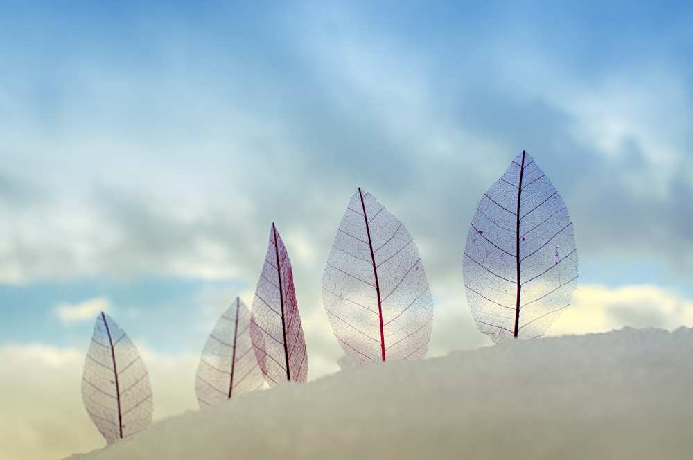 Untitled von Miki Meir Levi