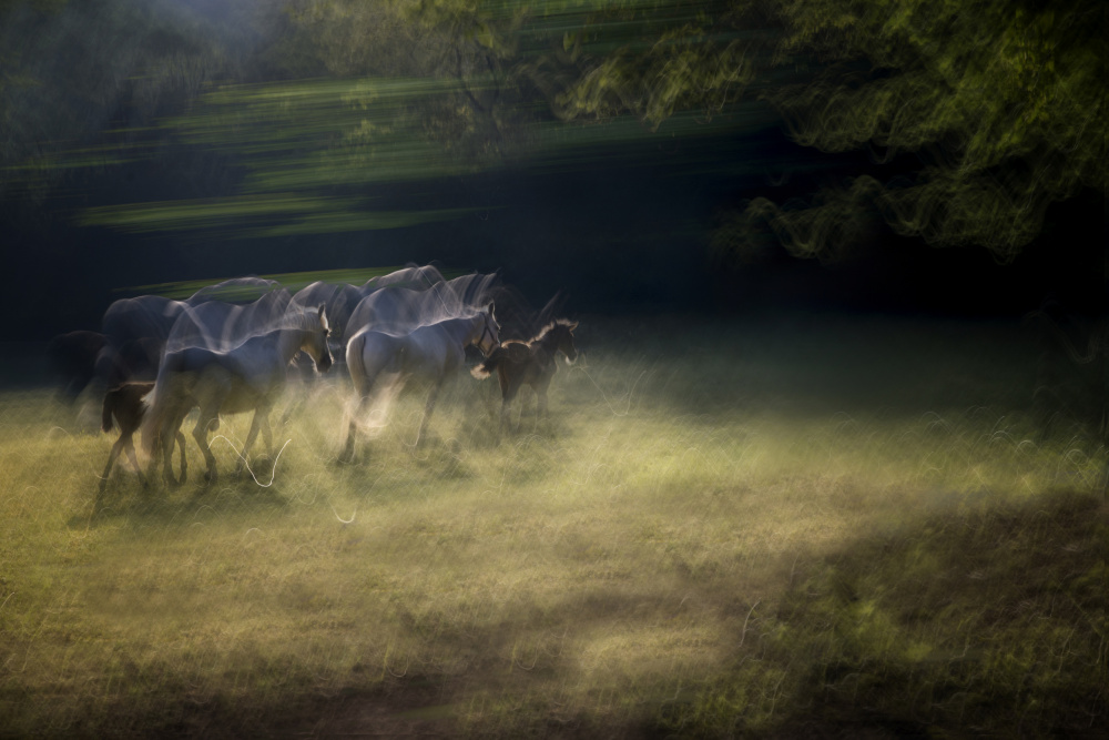 On the pasture von Milan Malovrh