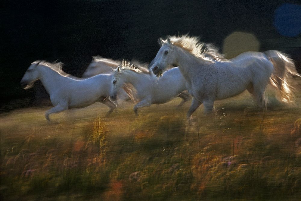 bestehen von Milan Malovrh