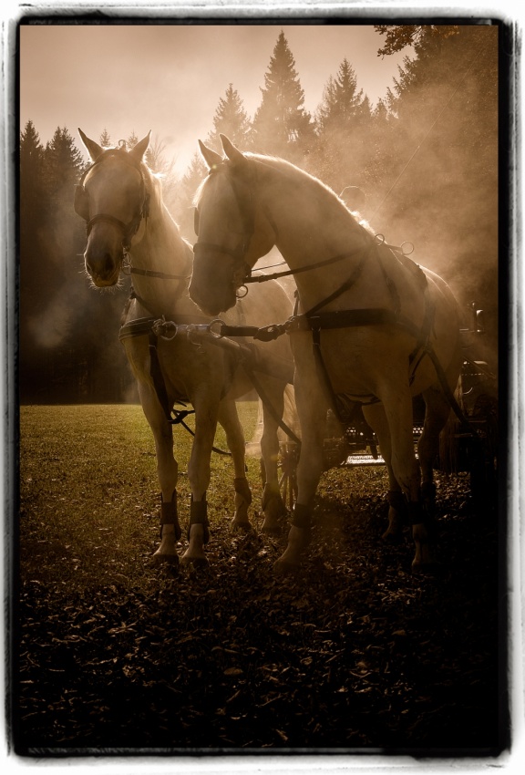 Duel von Milan Malovrh