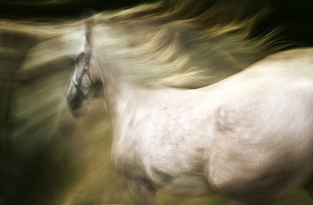 esata equina von Milan Malovrh