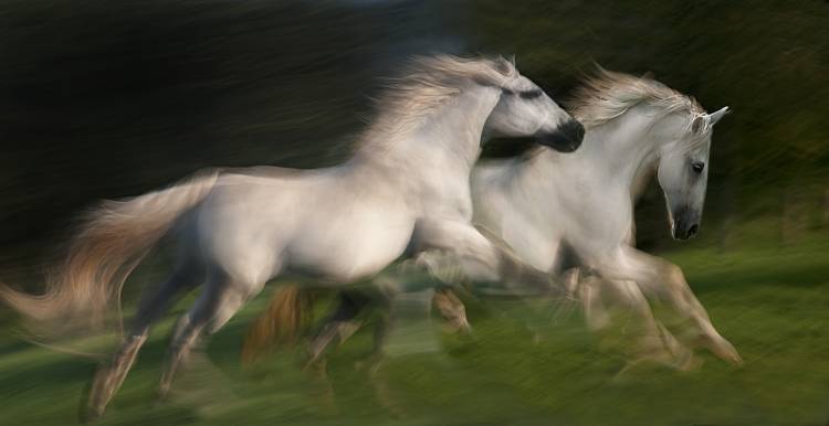 gallop for two von Milan Malovrh