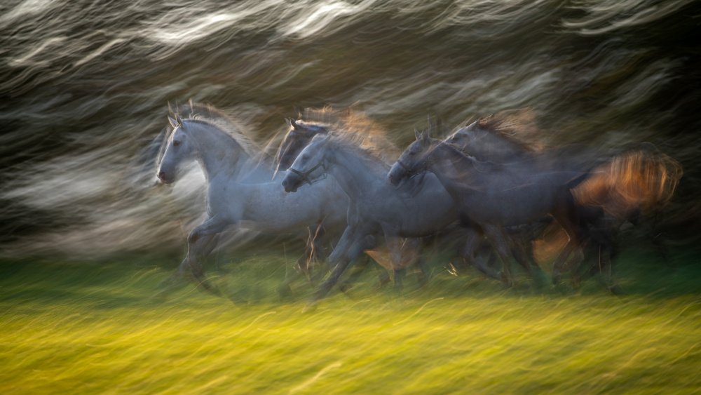 Gallop von Milan Malovrh