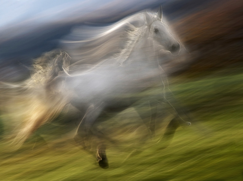 gallop in the wind von Milan Malovrh