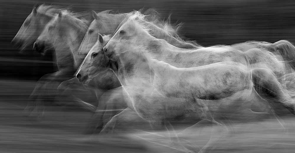 Galopp in der Wiederholung von Milan Malovrh