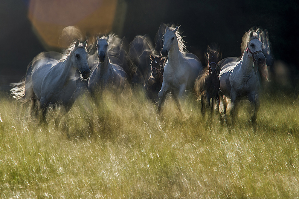 gallop across the meadow von Milan Malovrh