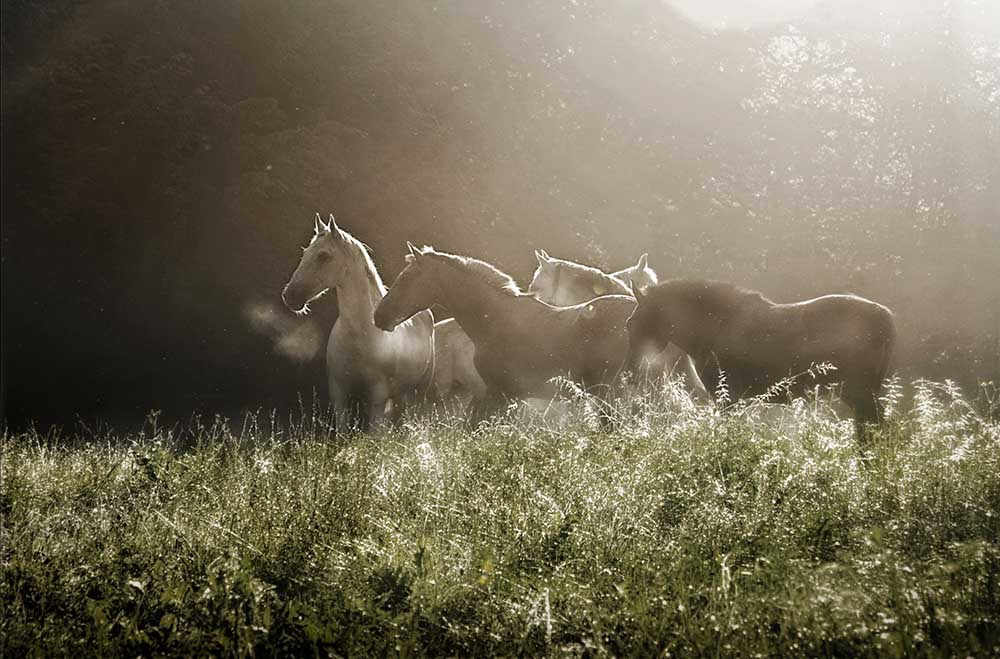 Gestern Morgen von Milan Malovrh