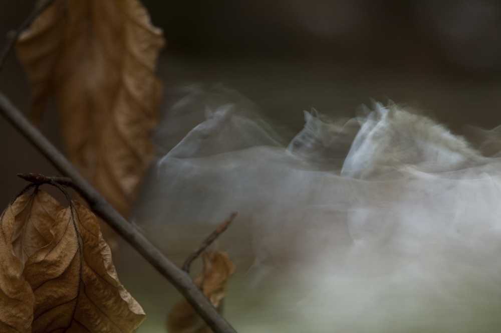 autumn von Milan Malovrh