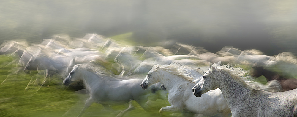 In gallop von Milan Malovrh