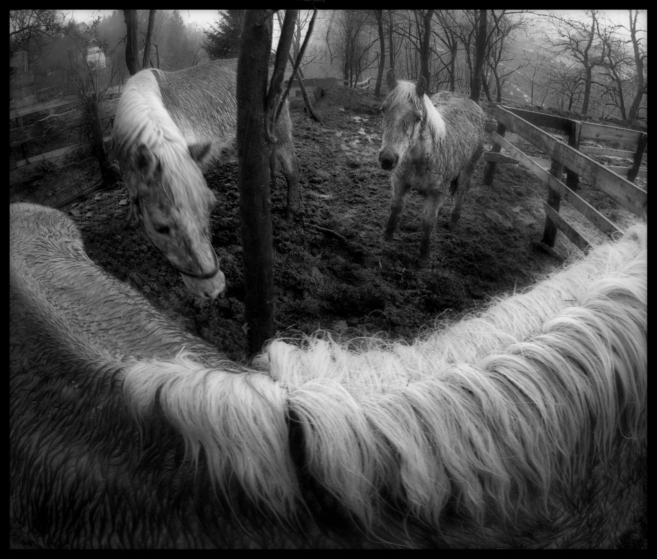In the garden von Milan Malovrh