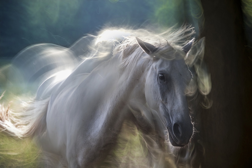 in shadow von Milan Malovrh