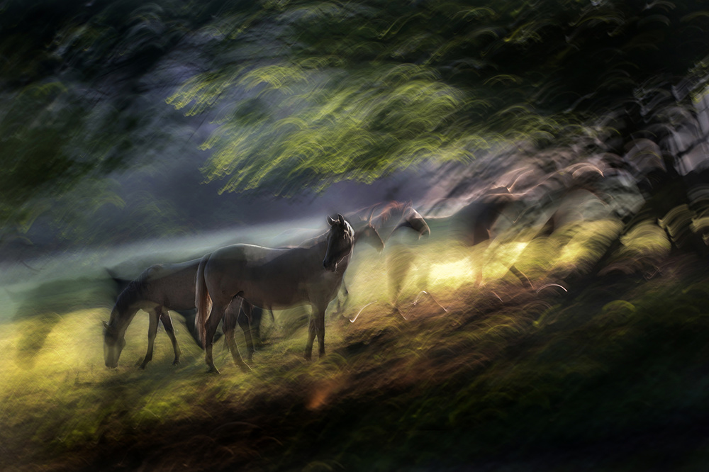 in the shadow von Milan Malovrh