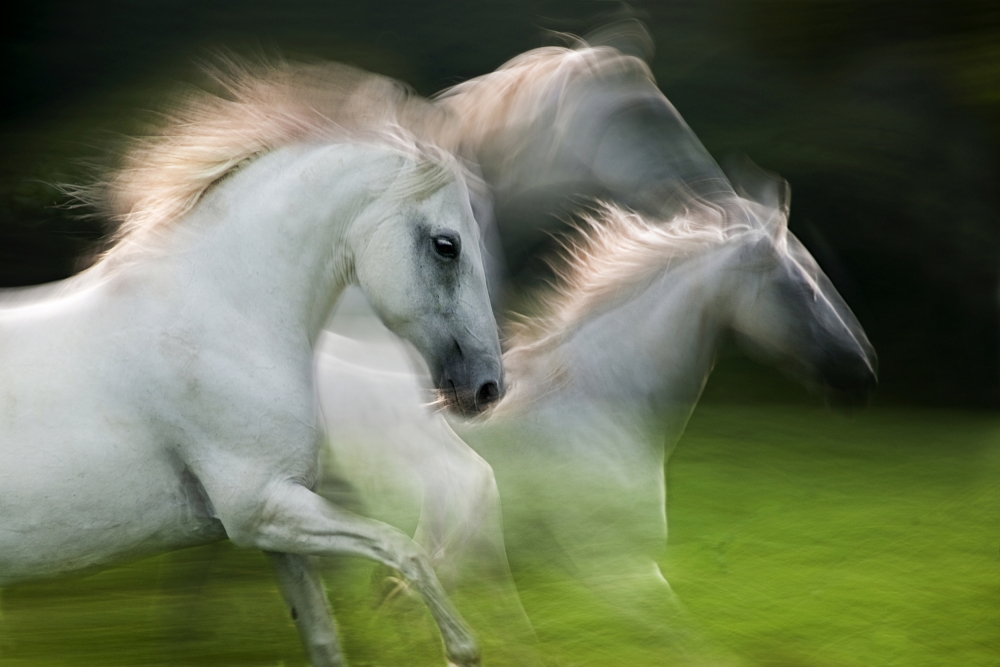 fly in the wind von Milan Malovrh