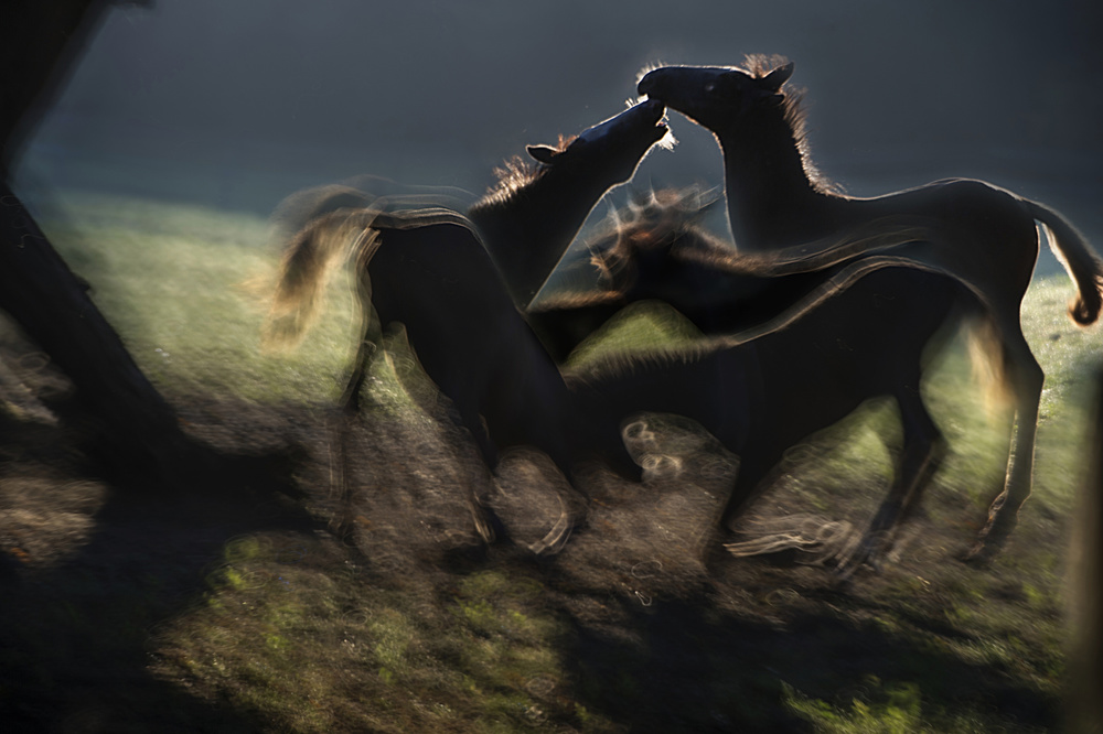 Fight von Milan Malovrh