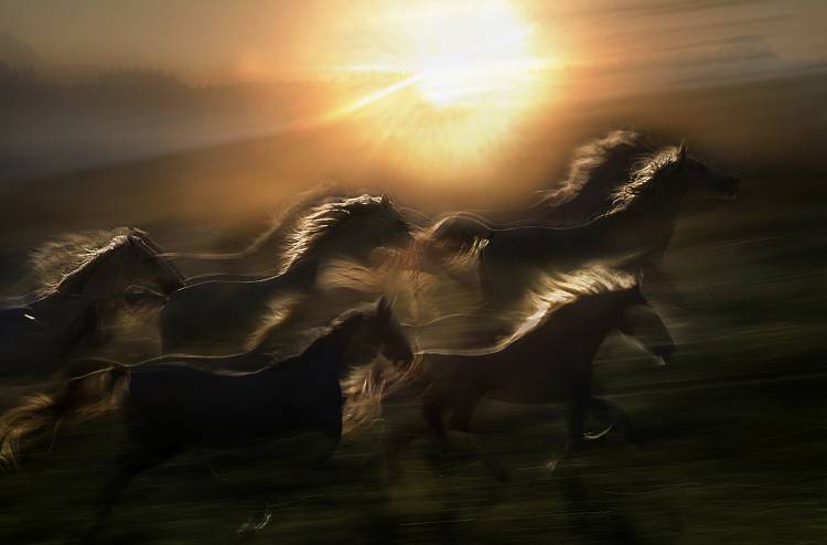 morning  gallop von Milan Malovrh