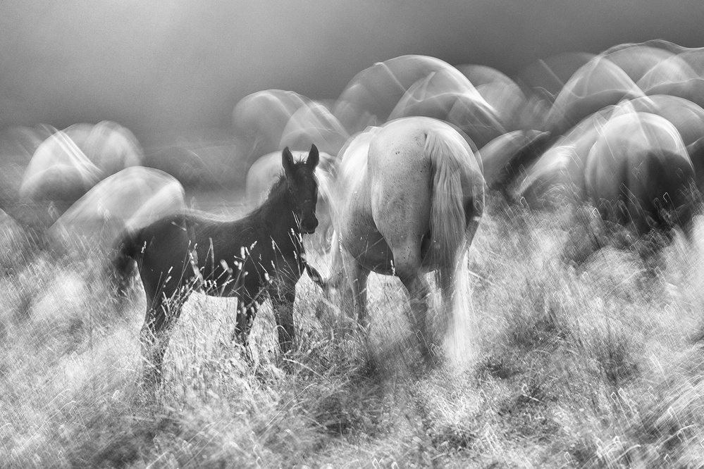 Balck with white von Milan Malovrh