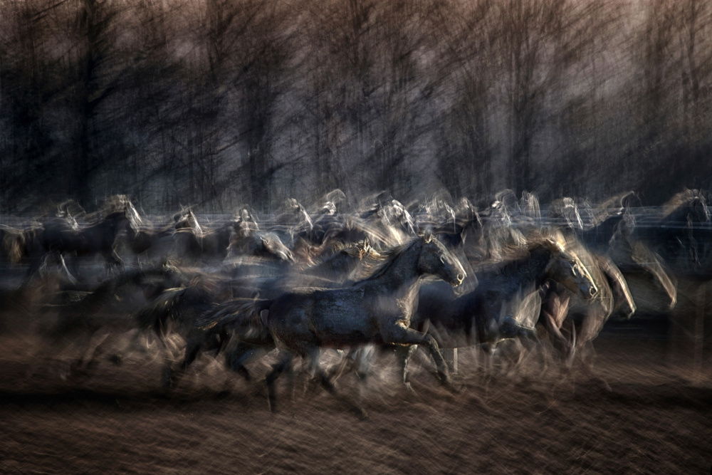 Stampedo von Milan Malovrh