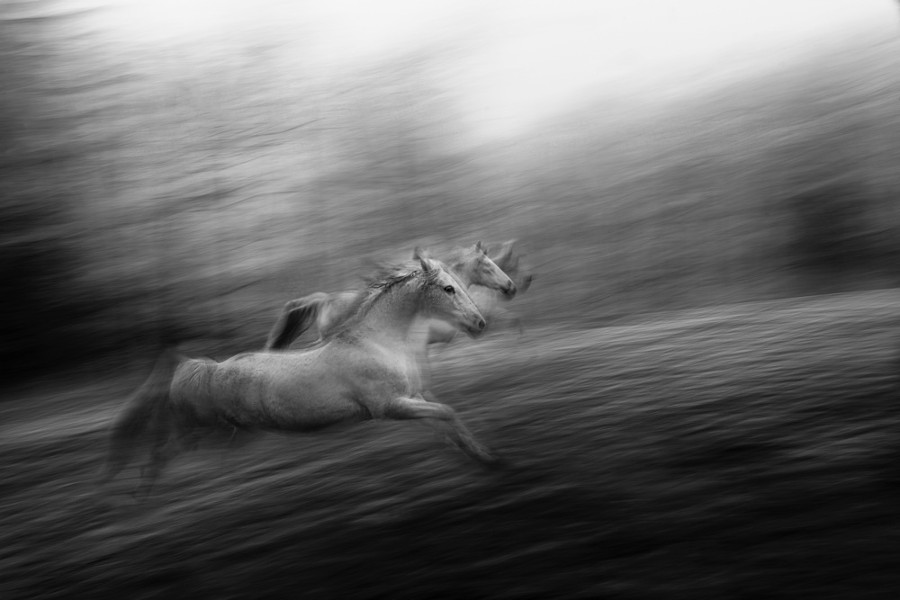 synchro von Milan Malovrh