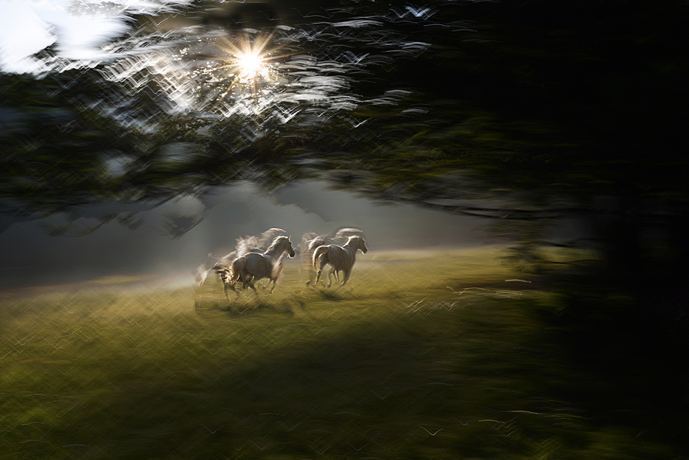 Under the tree von Milan Malovrh