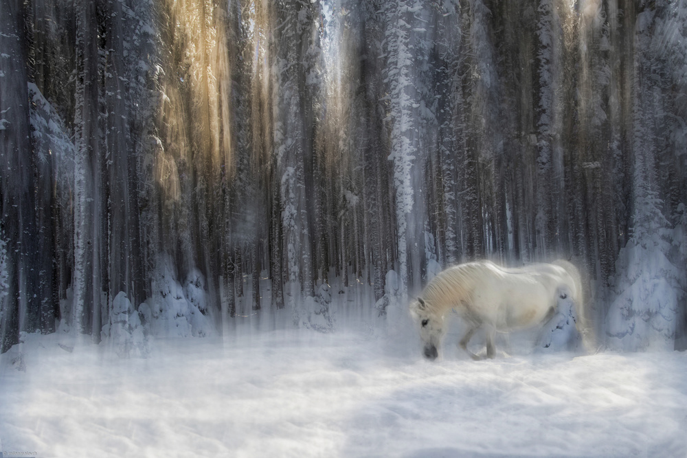 white in whites von Milan Malovrh