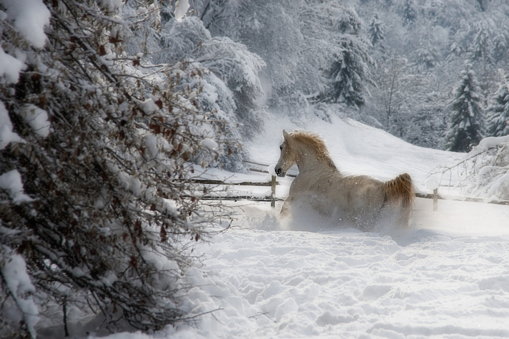 Vinter morning von Milan Malovrh