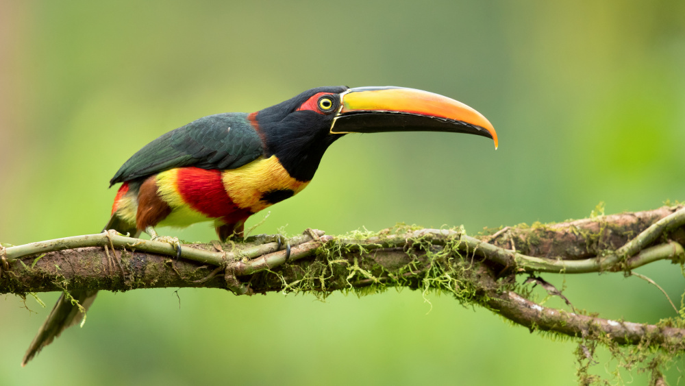 Fiery-billed aracari von Milan Zygmunt