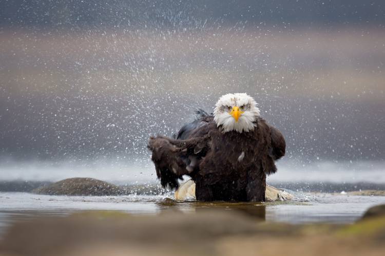 Bald Eagle von Milan Zygmunt