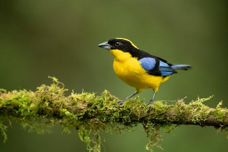 Blue-winged mountain tanager