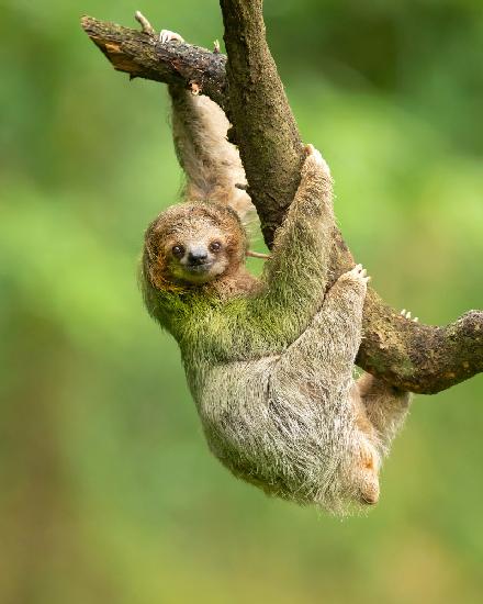 Brown-throated sloth