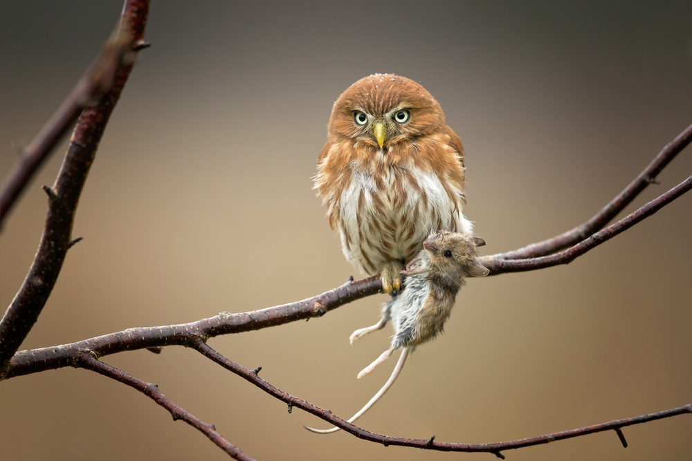 Ferruginous Pygmy Owl von Milan Zygmunt