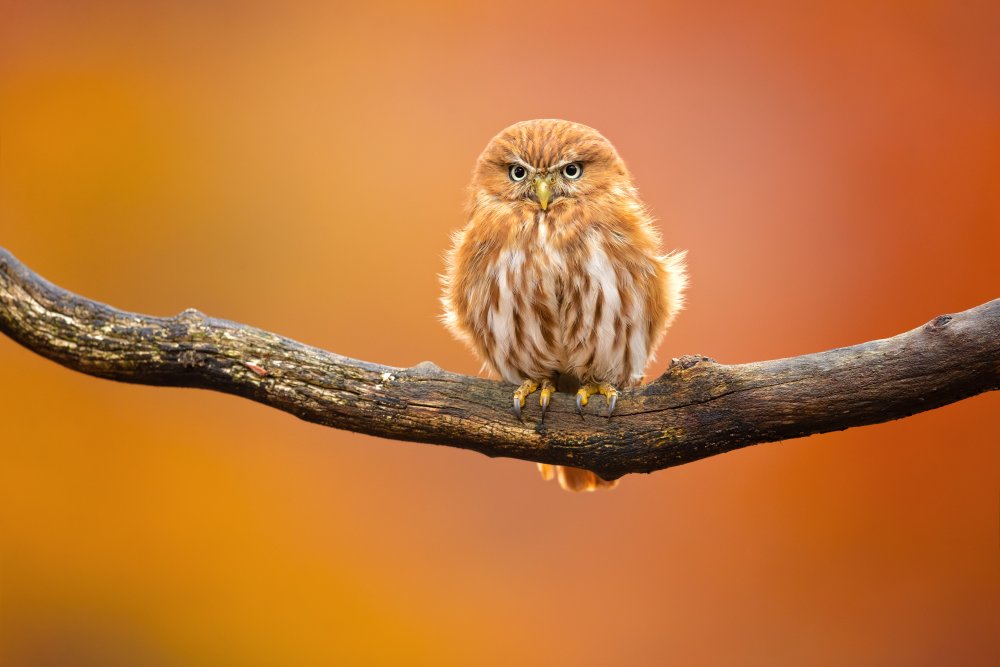 Ferruginous pygmy owl von Milan Zygmunt