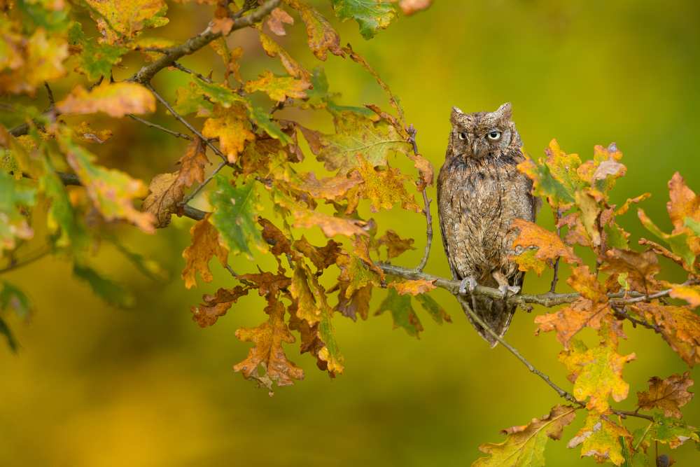 European Scops Owl von Milan Zygmunt
