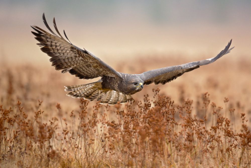 Gemeiner Bussard von Milan Zygmunt