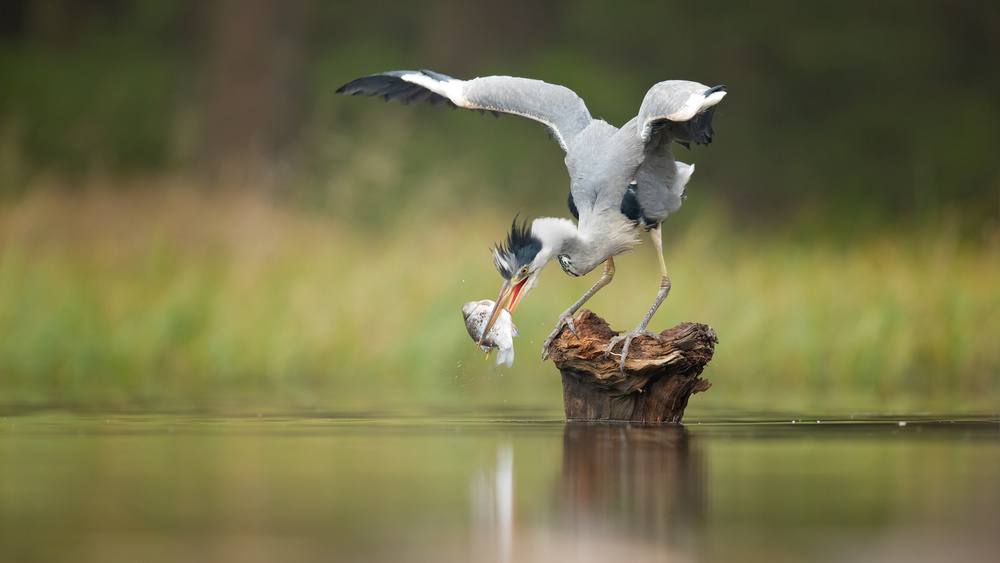 Grey Heron von Milan Zygmunt