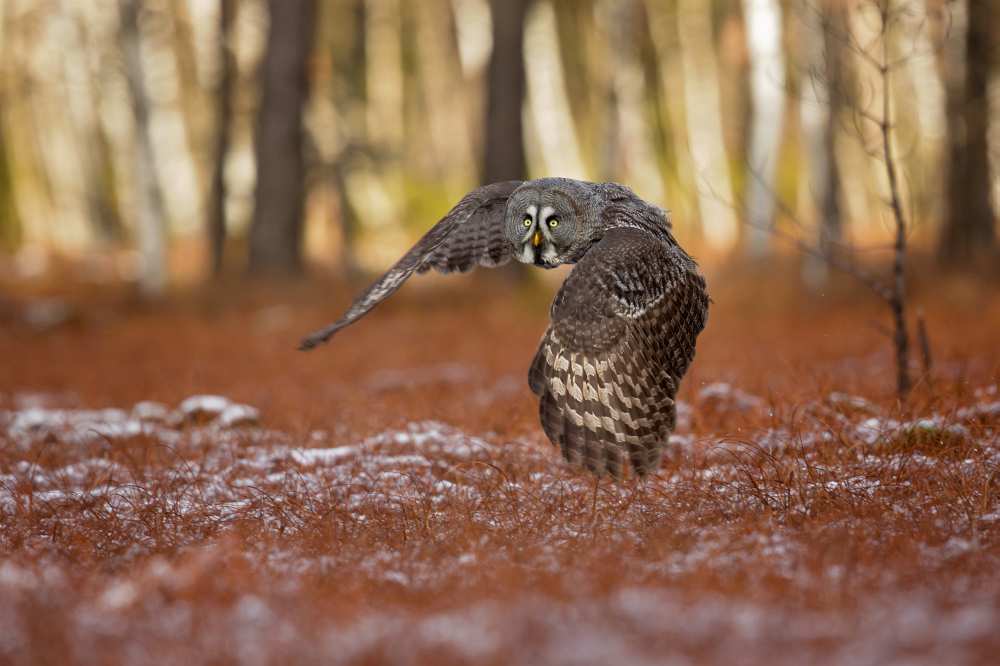 Great grey owl von Milan Zygmunt