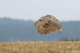 Great horned owl