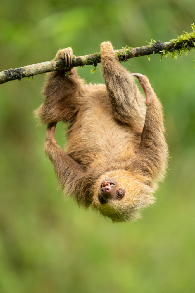 Hoffmanns two-toed sloth von Milan Zygmunt